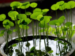 Gotu Kola