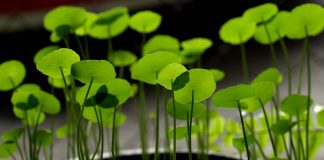 Gotu Kola