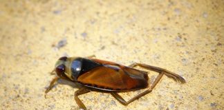 Inotători cu spatele - Gândaci zburători ce trăiesc mult sub apă