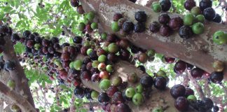 Jabuticaba