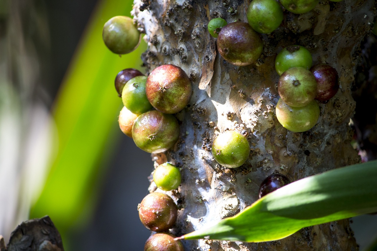 Jabuticaba11