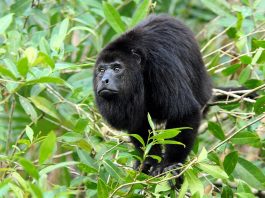 Maimuța urlătoare mexicană (Alouatta pigra) din America Centrală și Mexic