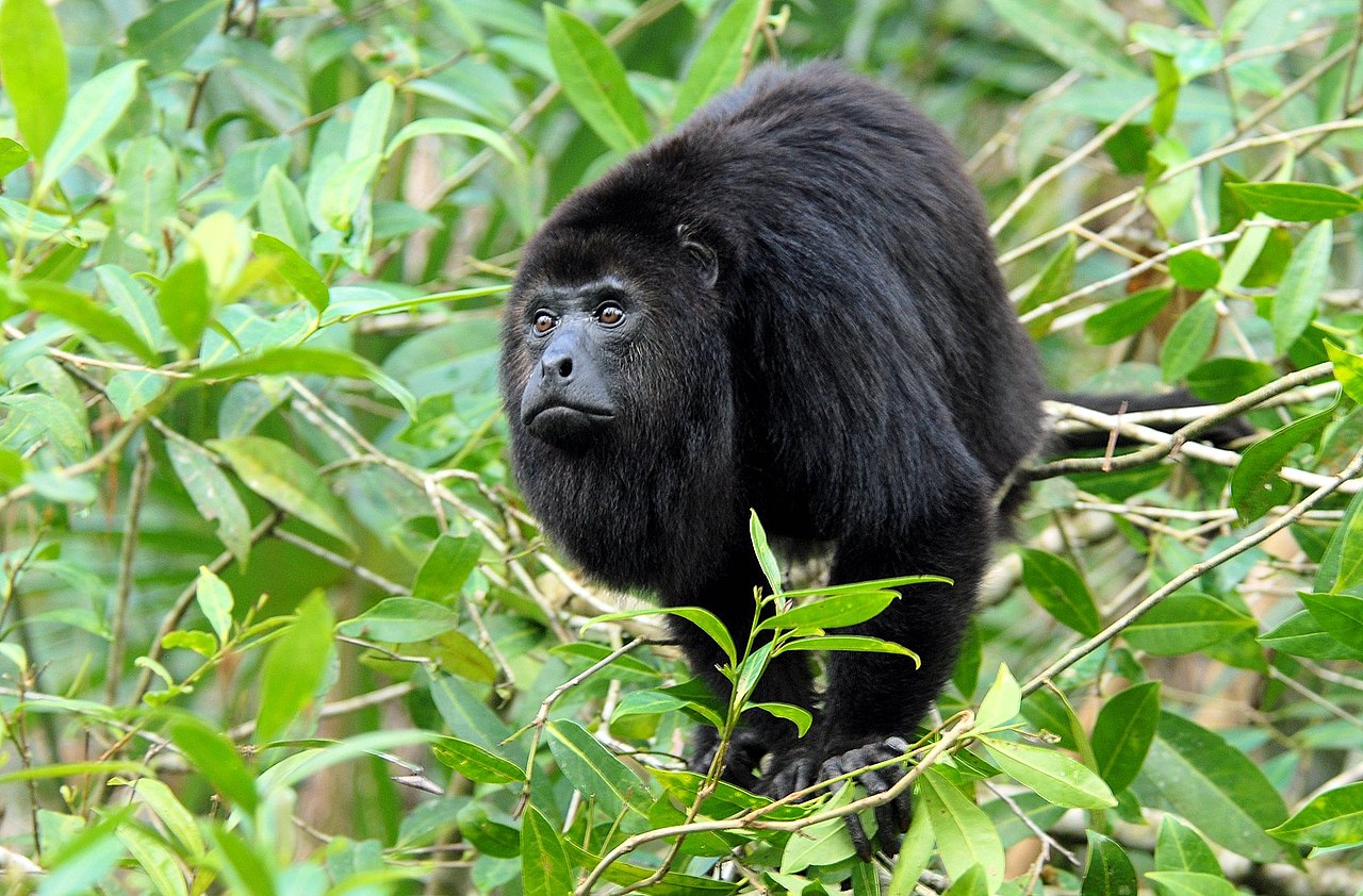 Maimuța urlătoare mexicană (Alouatta pigra) din America Centrală și Mexic