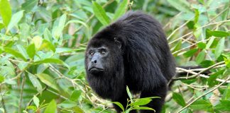 Maimuța urlătoare mexicană (Alouatta pigra) din America Centrală și Mexic