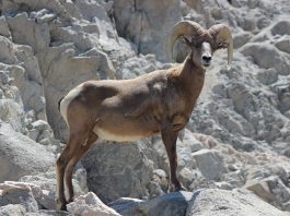 Mamifere copitate – Muflonul Bighorn (Ovis canadensis) din America de Nord