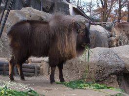 Mamifere copitate din Munții Himalaya - Tahru (Hemitragus jemlahicus)