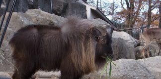 Mamifere copitate din Munții Himalaya - Tahru (Hemitragus jemlahicus)
