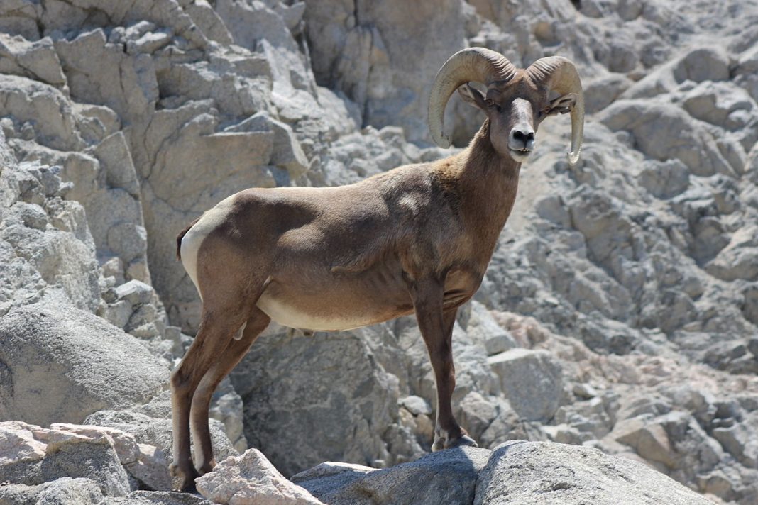 Mamifere copitate – Muflonul Bighorn (Ovis canadensis) din America de Nord Mamifere copitate – Muflonul Bighorn (Ovis canadensis) din America de Nord