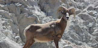 Mamifere copitate – Muflonul Bighorn (Ovis canadensis) din America de Nord