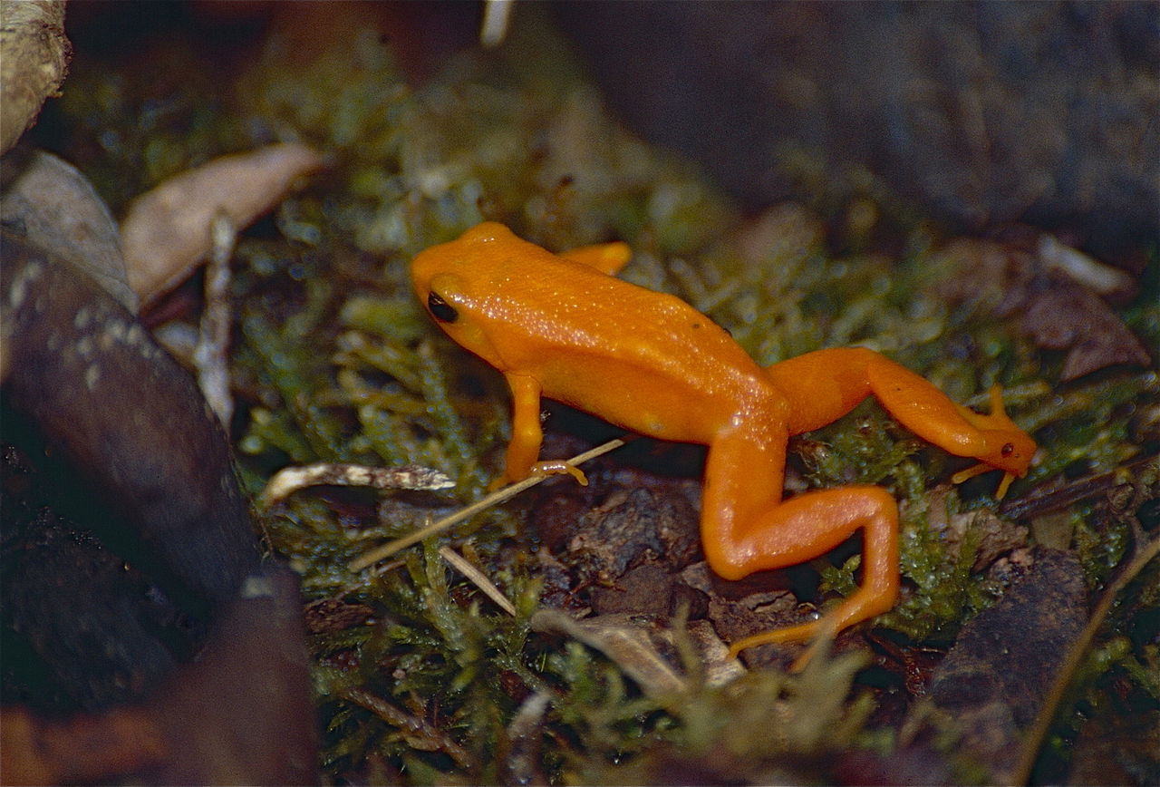 Mantella aurie