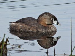 Păsări de apă - Corcodelul cu cioc bălțat (Podilymbus podiceps)