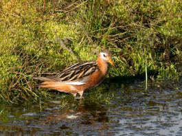 Păsări de apa – Notatita cenușie (Phalaropus fulicarius)