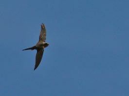 Păsări din Madagascar - Lastunul african de palmier (Cypsiurus parvus)