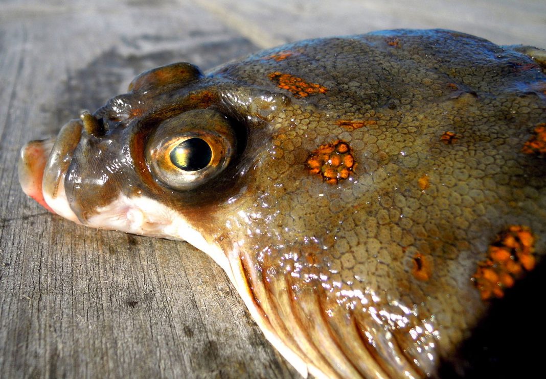 Pești plați - Cambula (Pleuronectes platessa), află totul despre această specie Pești plați - Cambula (Pleuronectes platessa), află totul despre această specie