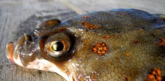 Pești plați - Cambula (Pleuronectes platessa), află totul despre această specie