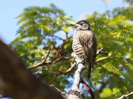 Piculetul cu dungi albe (Picumnus cirratus), cea mai mică specie de ciocănitoare