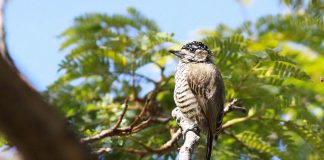 Piculetul cu dungi albe (Picumnus cirratus), cea mai mică specie de ciocănitoare