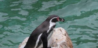Pinguinul Humboldt (Spheniscus humboldti), cel mai popular pinguin