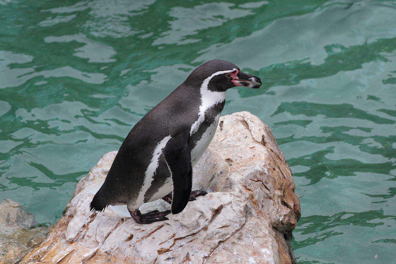 Pinguinul Humboldt (Spheniscus humboldti), cel mai popular pinguin