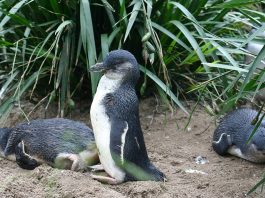 Pinguinul mic (Eudyptula minor), cea mai mică specie de pinguin