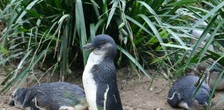 Pinguinul mic (Eudyptula minor), cea mai mică specie de pinguin