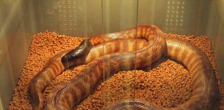 Pitonul cu cap negru (Aspidites melanocephalus) din nordul Australiei