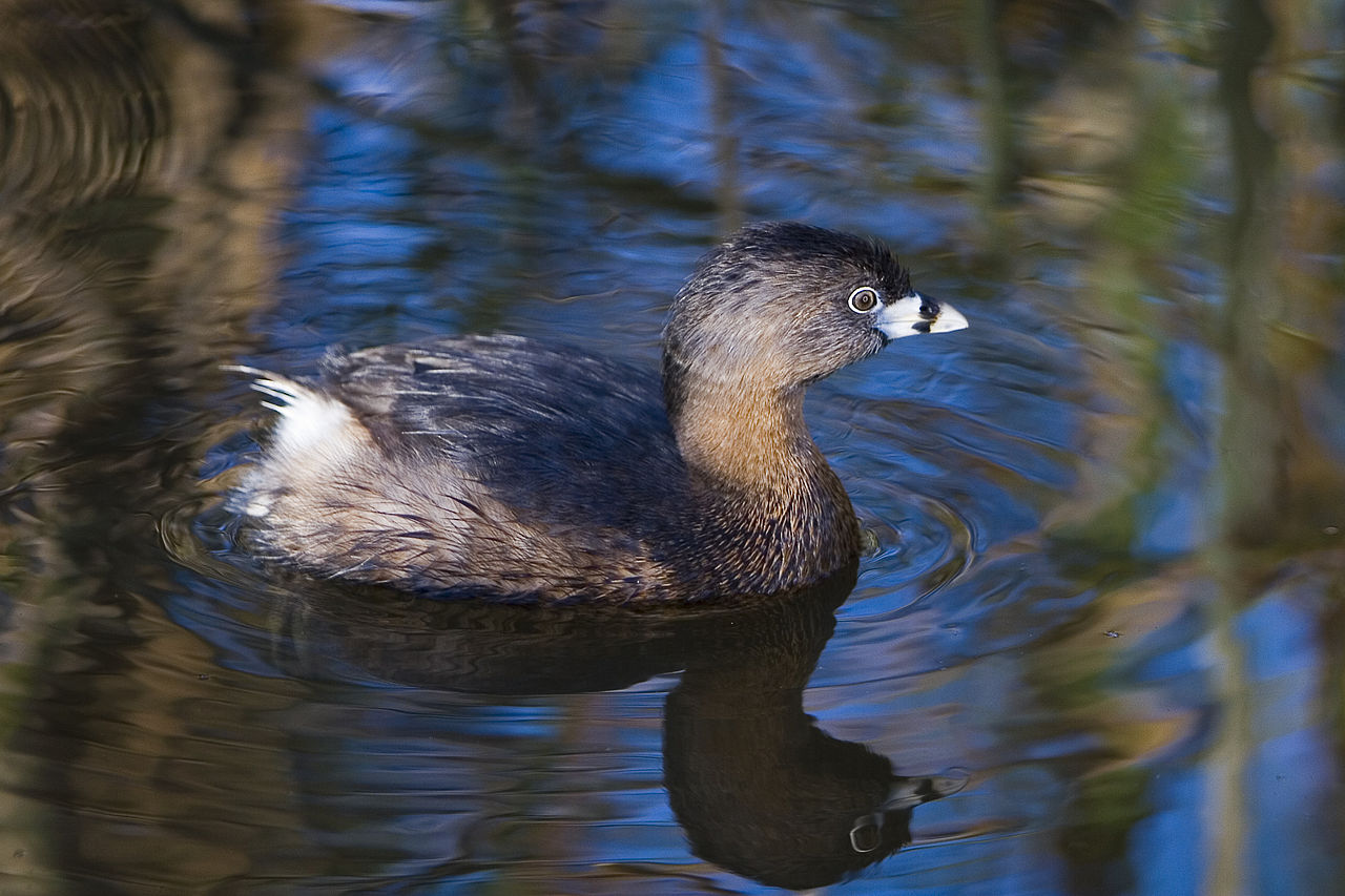 Podilymbus podiceps