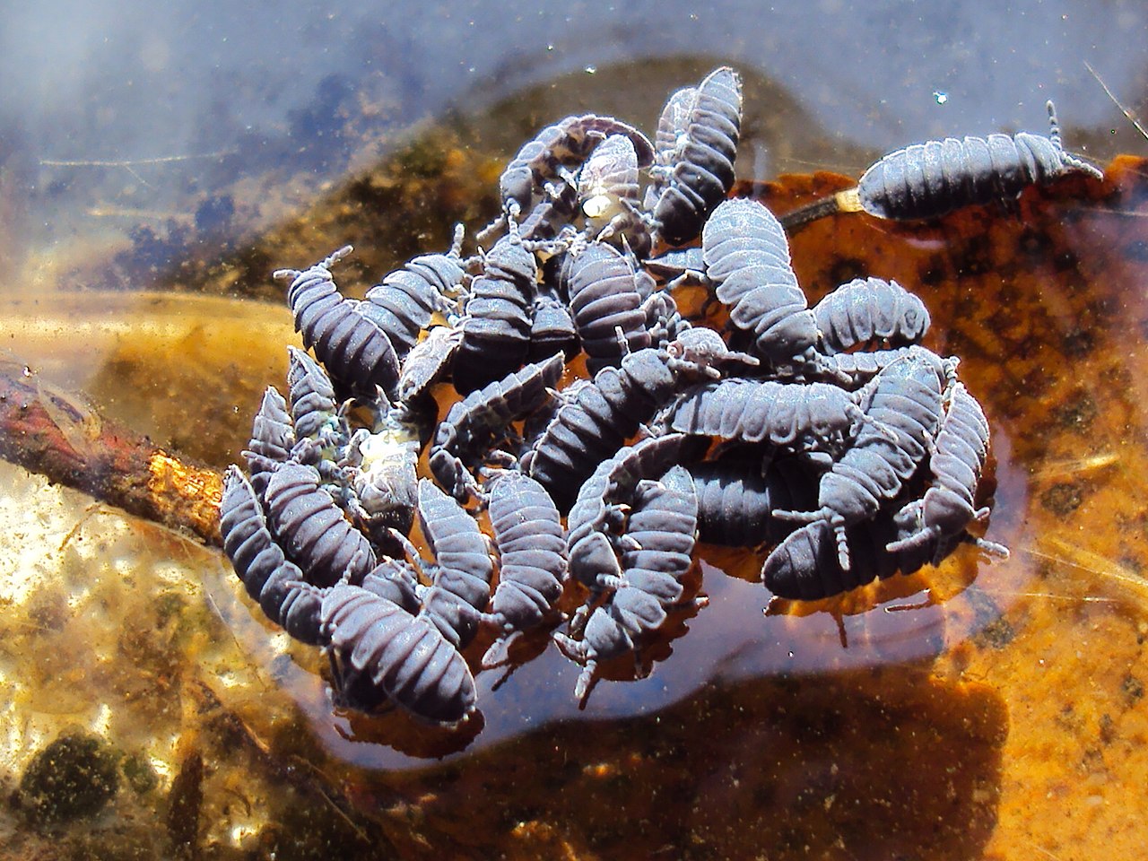 Podura aquatica