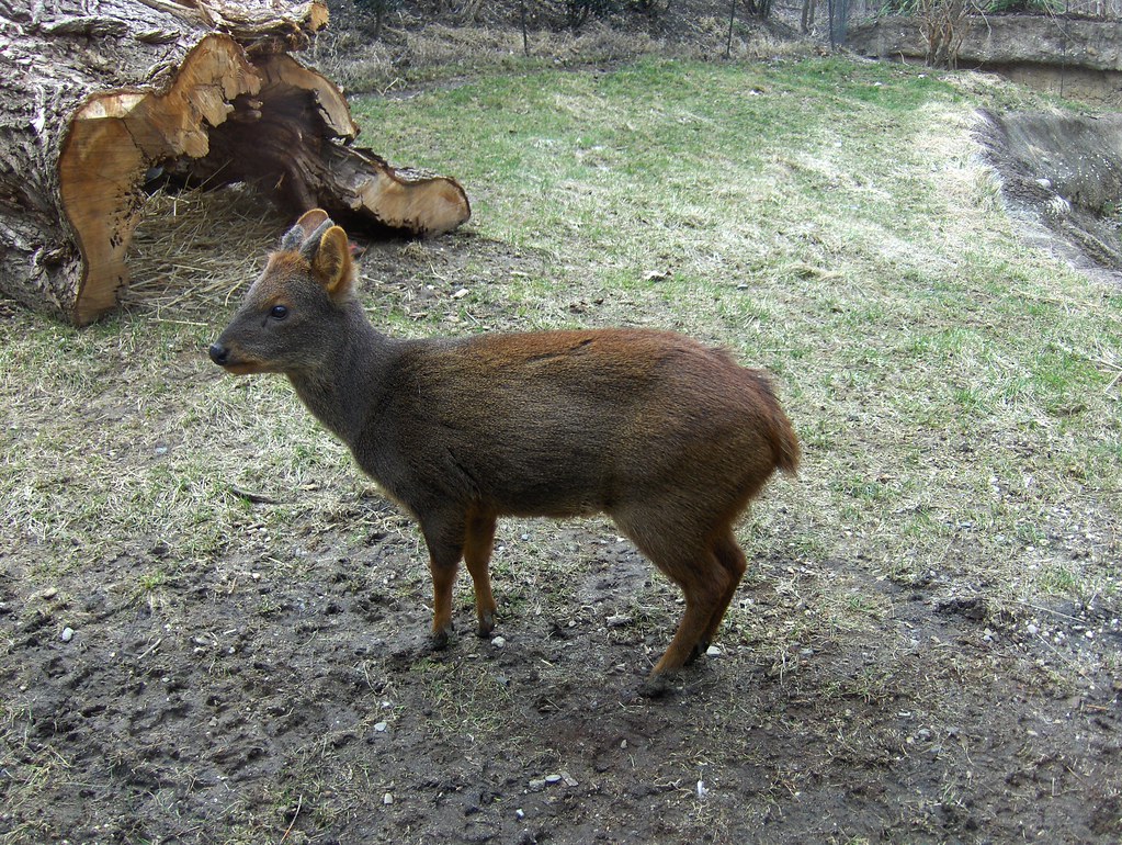 Pudu pudu