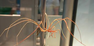 Păianjeni de mare - Artropode care se hrănesc cu țesuturile moi ale viețuitoarelor marine