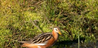 Păsări de apa – Notatita cenușie (Phalaropus fulicarius)