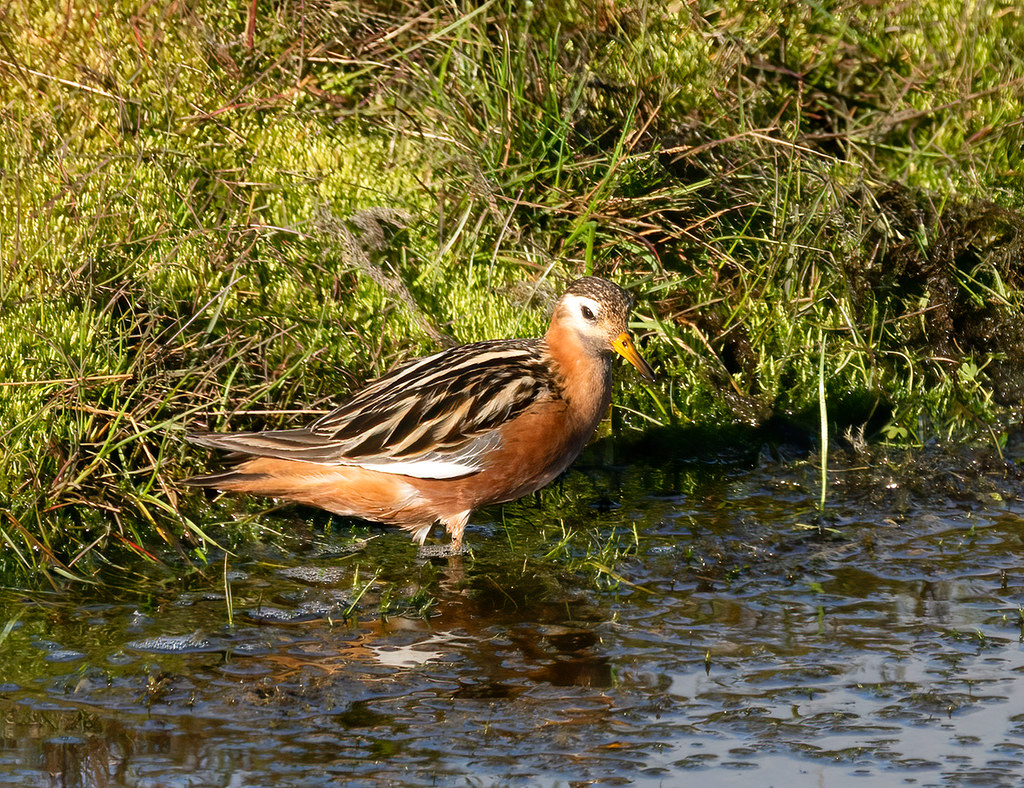 Păsări de apa – Notatita cenușie (Phalaropus fulicarius)