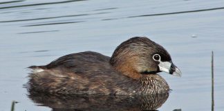 Păsări de apă - Corcodelul cu cioc bălțat (Podilymbus podiceps)