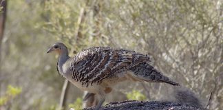 Păsări de vânat - Găina mallee (Leipoa ocellata) ce iși construiește un fel de incubator