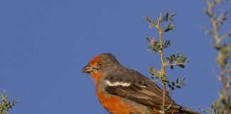 Păsări din America de Sud – Tăietori de plante