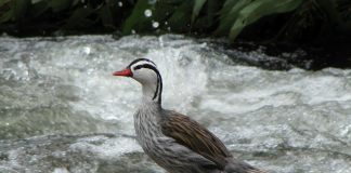 Rața de torent (Merganetta armata) preferă apele repezi de munte