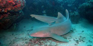 Rechinul-doică (Ginglymostoma cirratum), vezi video