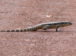 Reptile din America de Sud - Tegu negru (Tupinambis teguixin)