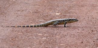 Reptile din America de Sud - Tegu negru (Tupinambis teguixin)