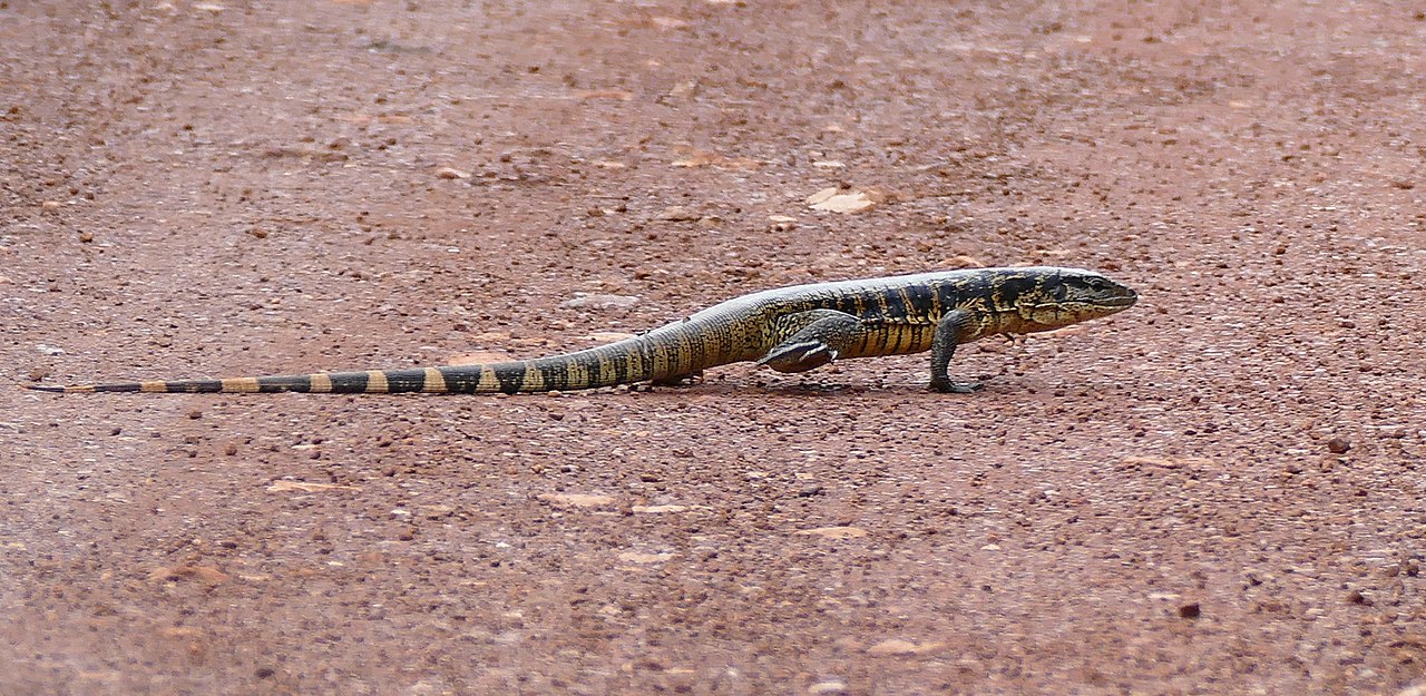 Reptile din America de Sud - Tegu negru (Tupinambis teguixin)