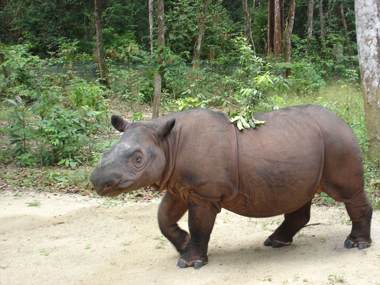 Rinocerul de Sumatra (Dicerorhinus sumatrensis), cel mai mic rinocer din lume