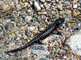 Salamandra vâscoasă (Plethodon glutinosus), des întâlnită sub pietre