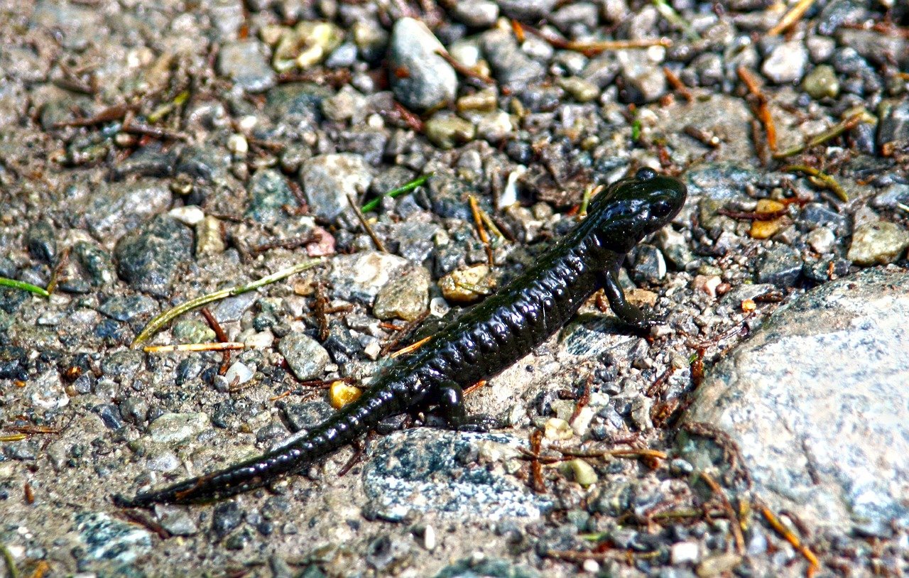 Salamandra vâscoasă (Plethodon glutinosus), des întâlnită sub pietre