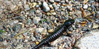 Salamandra vâscoasă (Plethodon glutinosus), des întâlnită sub pietre