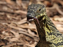 Specii de șopârle din Australia – Monitorul dantelat (Varanus varius)