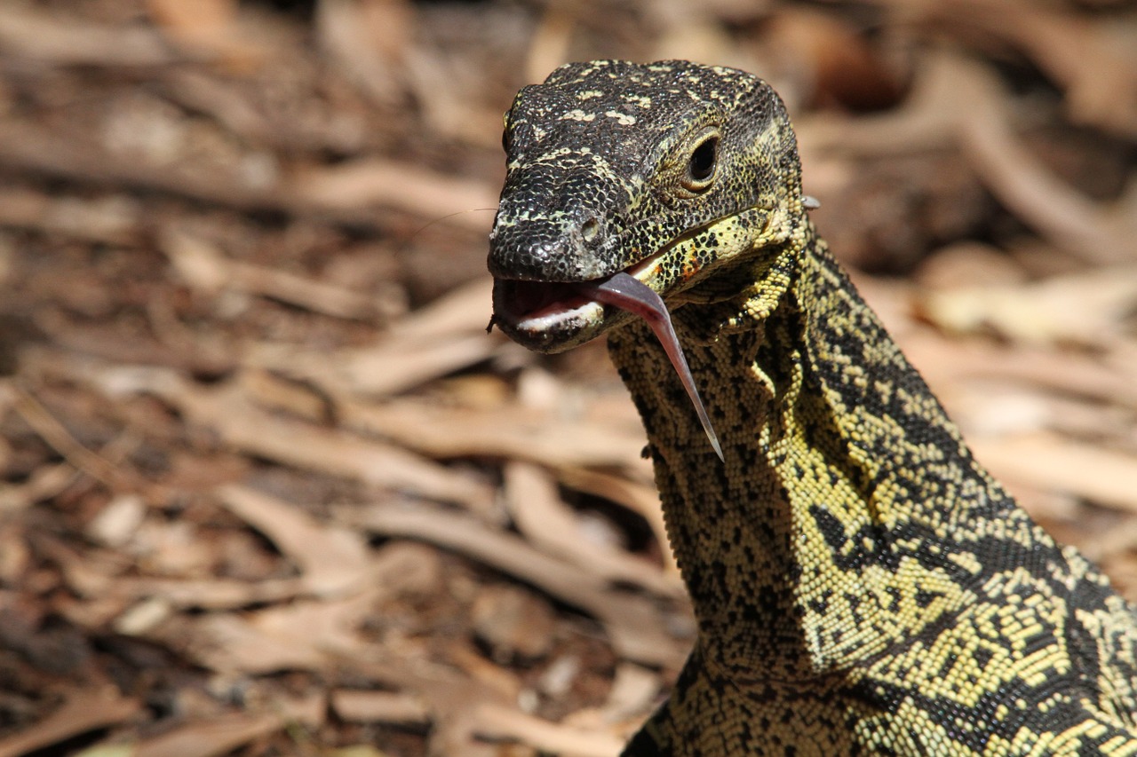 Specii de șopârle din Australia – Monitorul dantelat (Varanus varius)