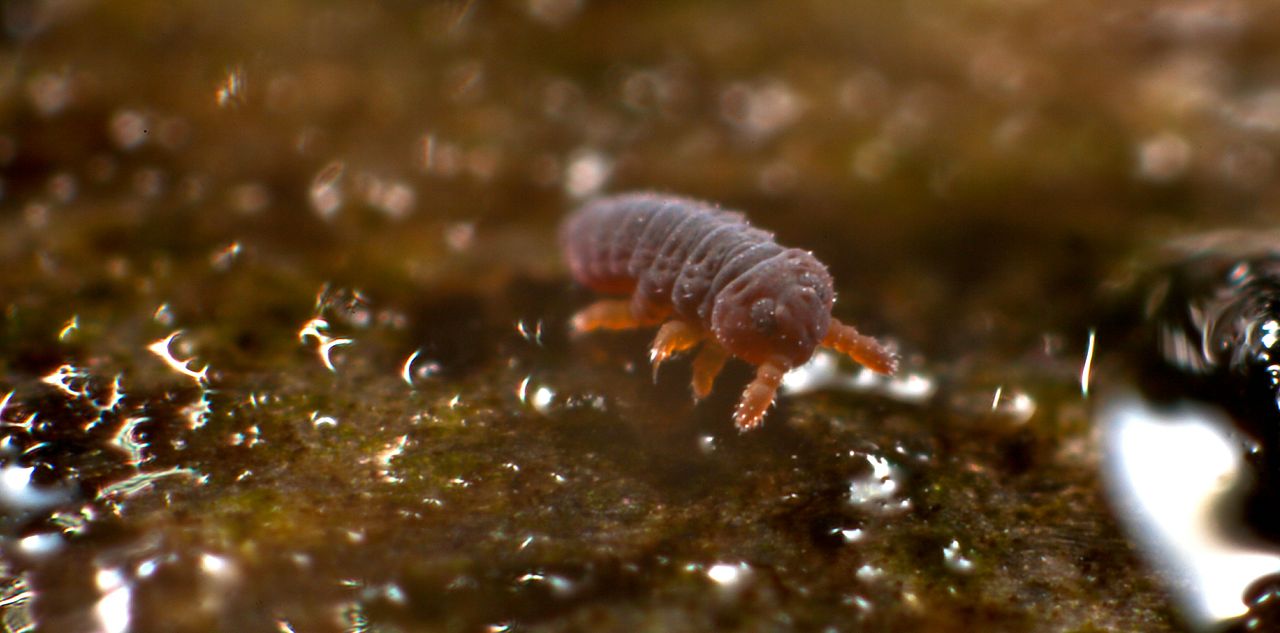 Specii de artropode – Poduride – Podura aquatica (purici de apă)