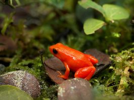 Specii de broaște din Madagascar – Mantella aurie (Mantella aurantiaca)