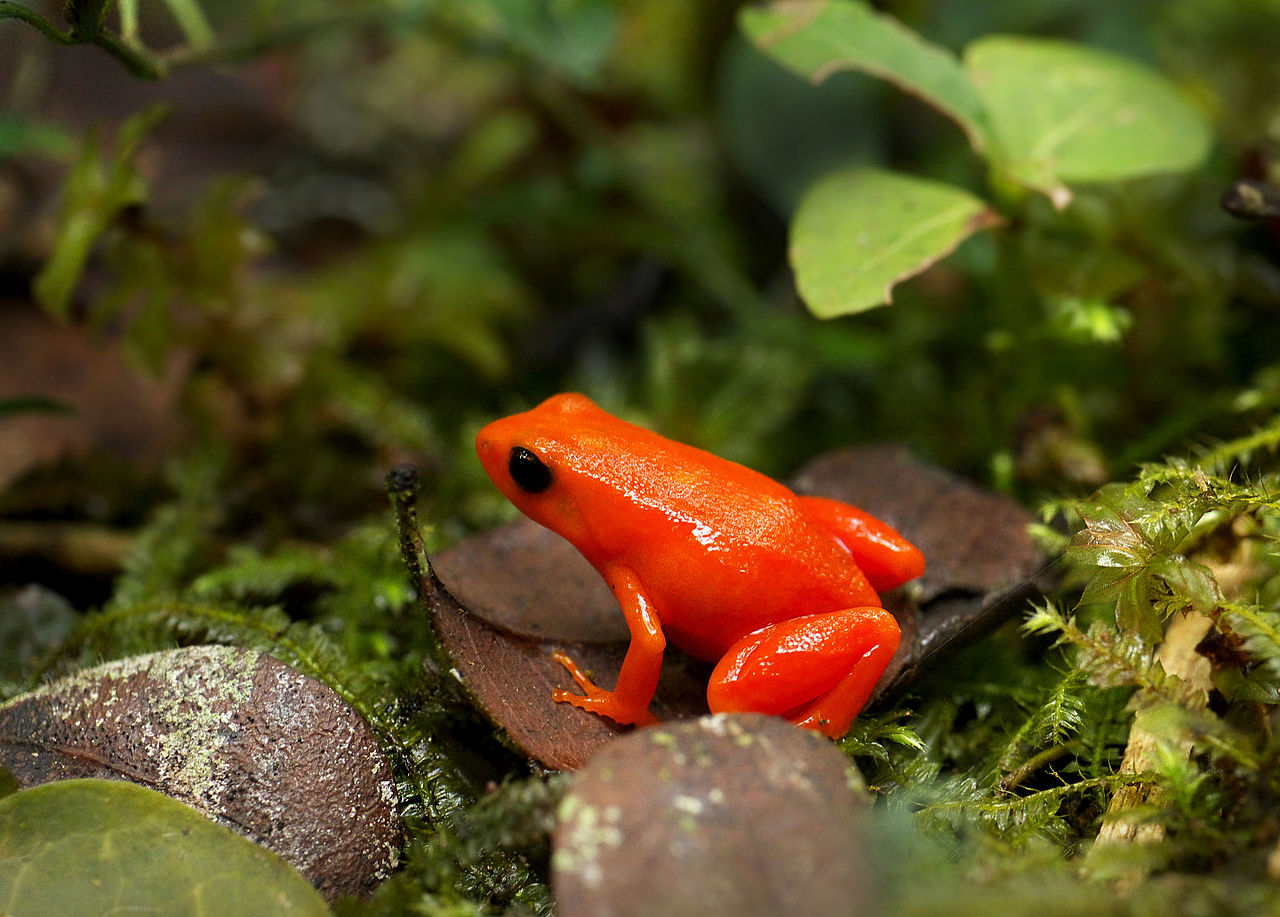 Specii de broaște din Madagascar – Mantella aurie (Mantella aurantiaca)