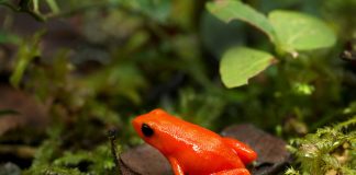Specii de broaște din Madagascar – Mantella aurie (Mantella aurantiaca)